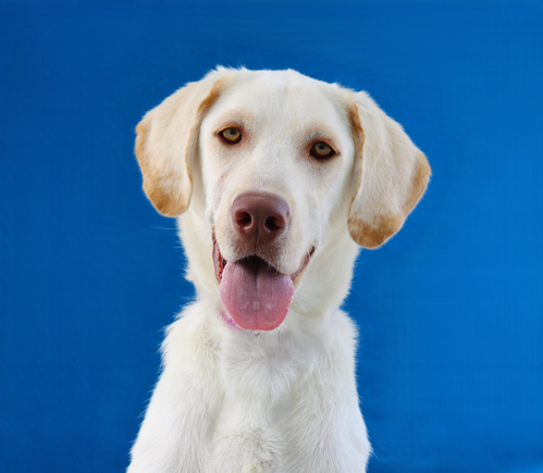 CRYPTO, an adoptable Retriever in Pasadena, CA