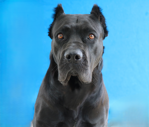 MAMBA, an adoptable Cane Corso Mastiff in Pasadena, CA