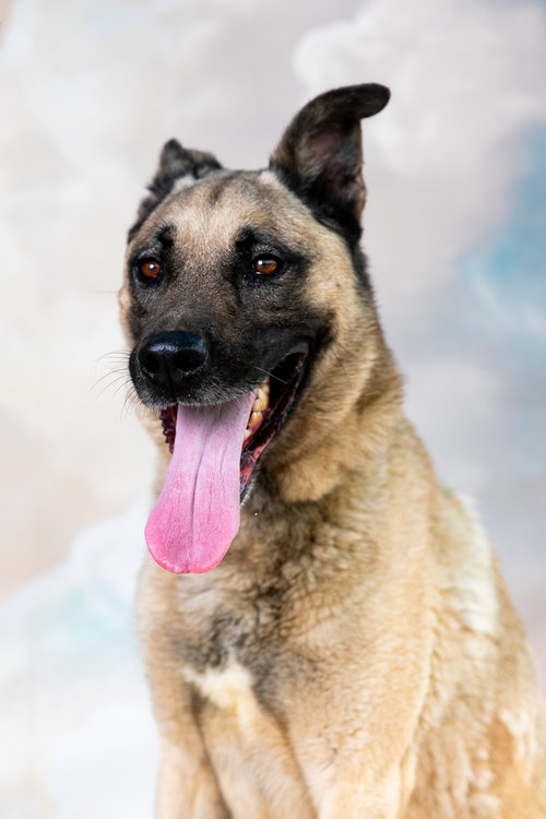 Yoda photo 3