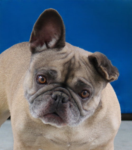 MISSY, an adoptable Pug in Pasadena, CA