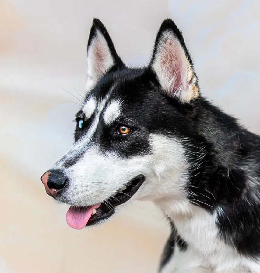 Luna - Siberian Husky