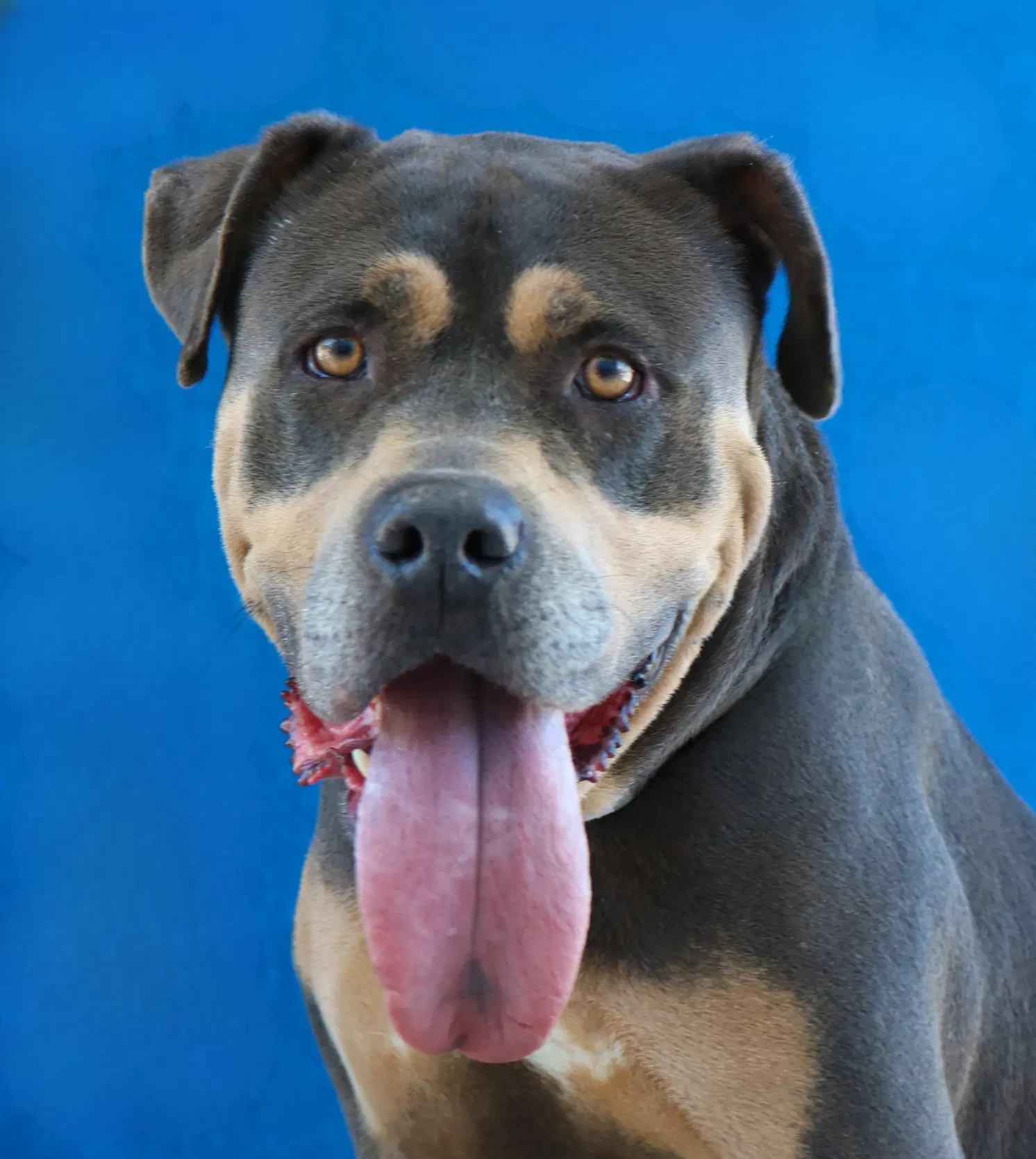 Sky - Pit Bull Terrier