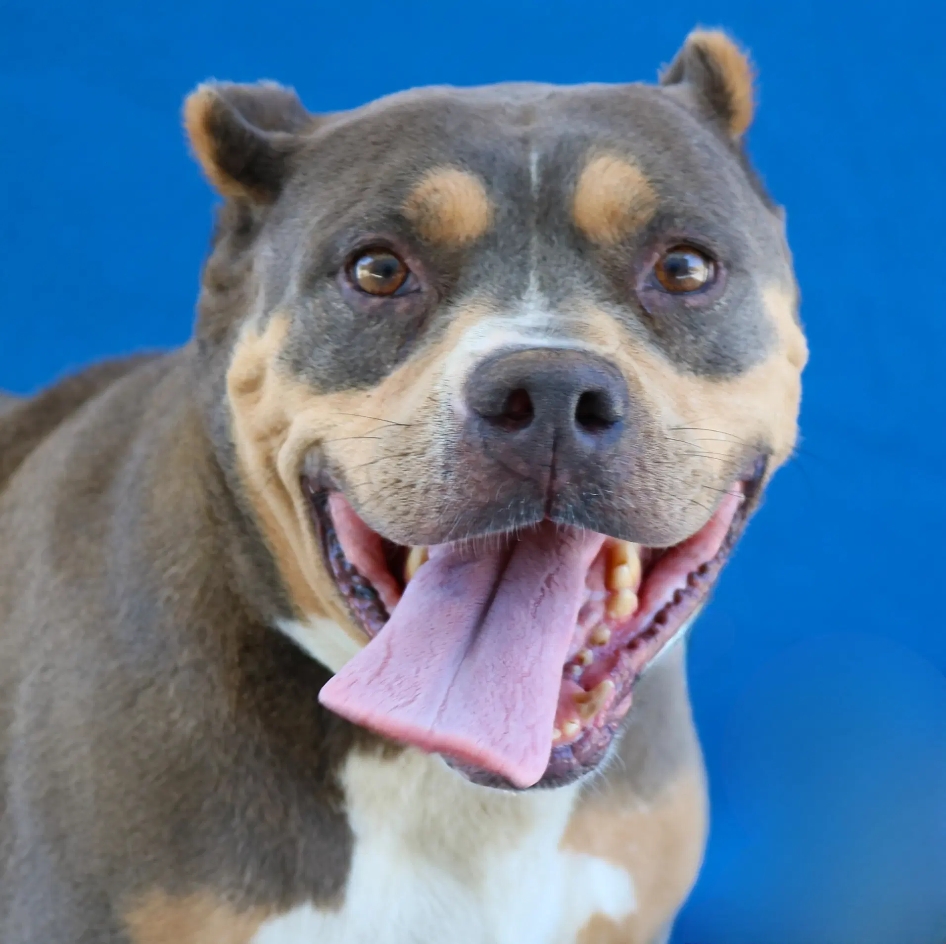 Amelia - Pitbull