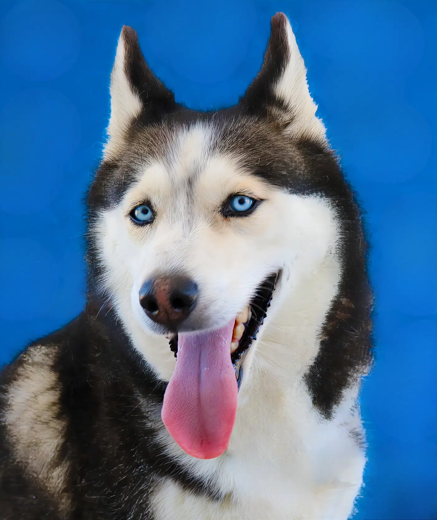 Bella - Siberian Husky
