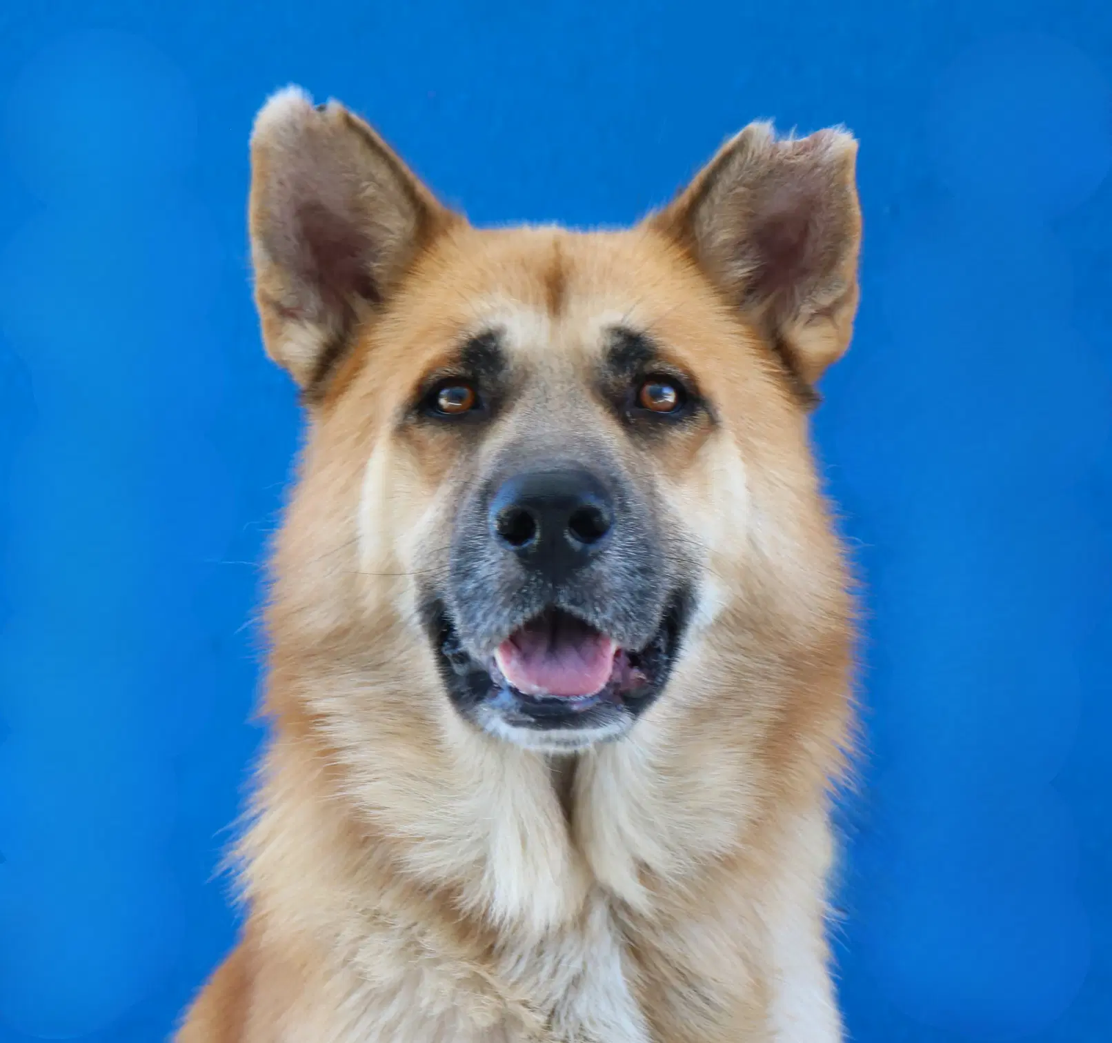 Principe - German Shepherd Dog