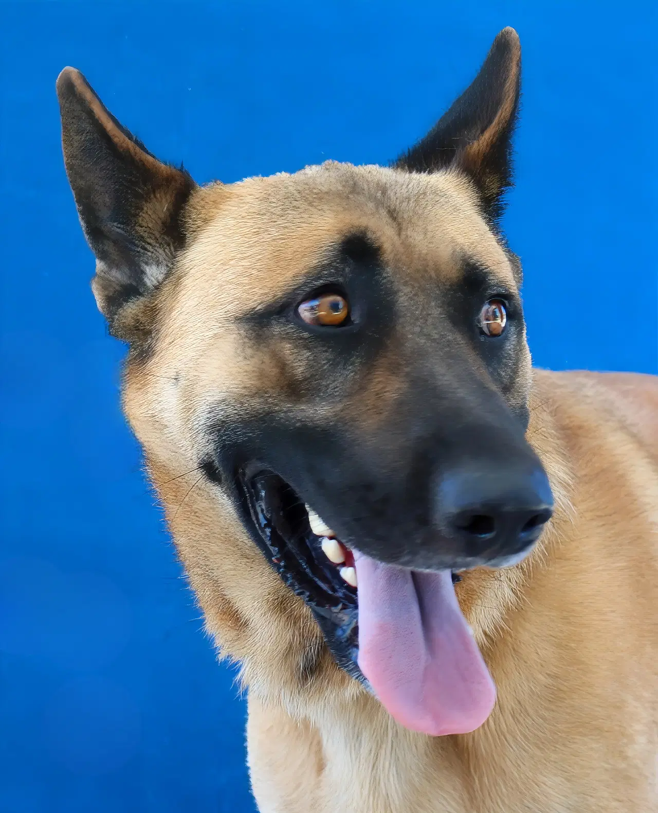 Lucky - German Shepherd Dog
