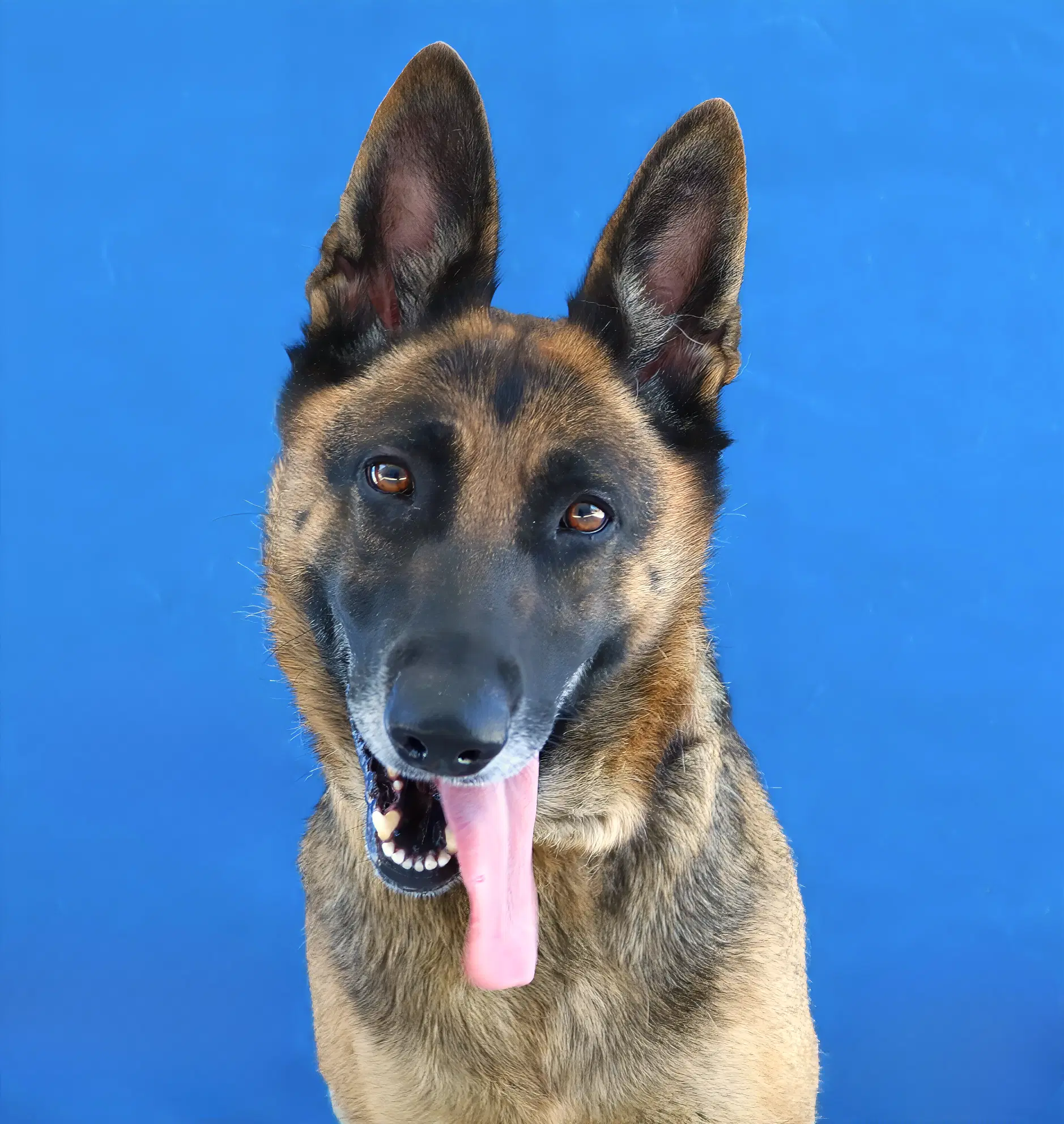 Lady - German Shepherd Dog