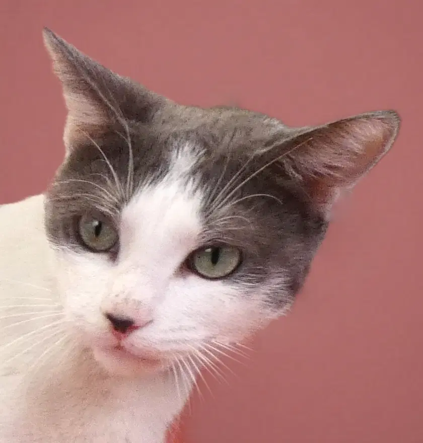 Charlot - Domestic Short Hair