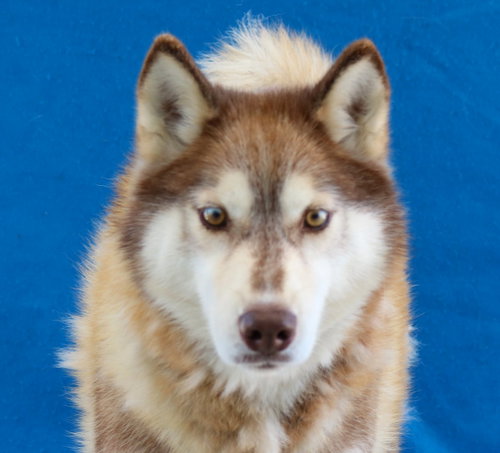 BROWNIE, photo 2