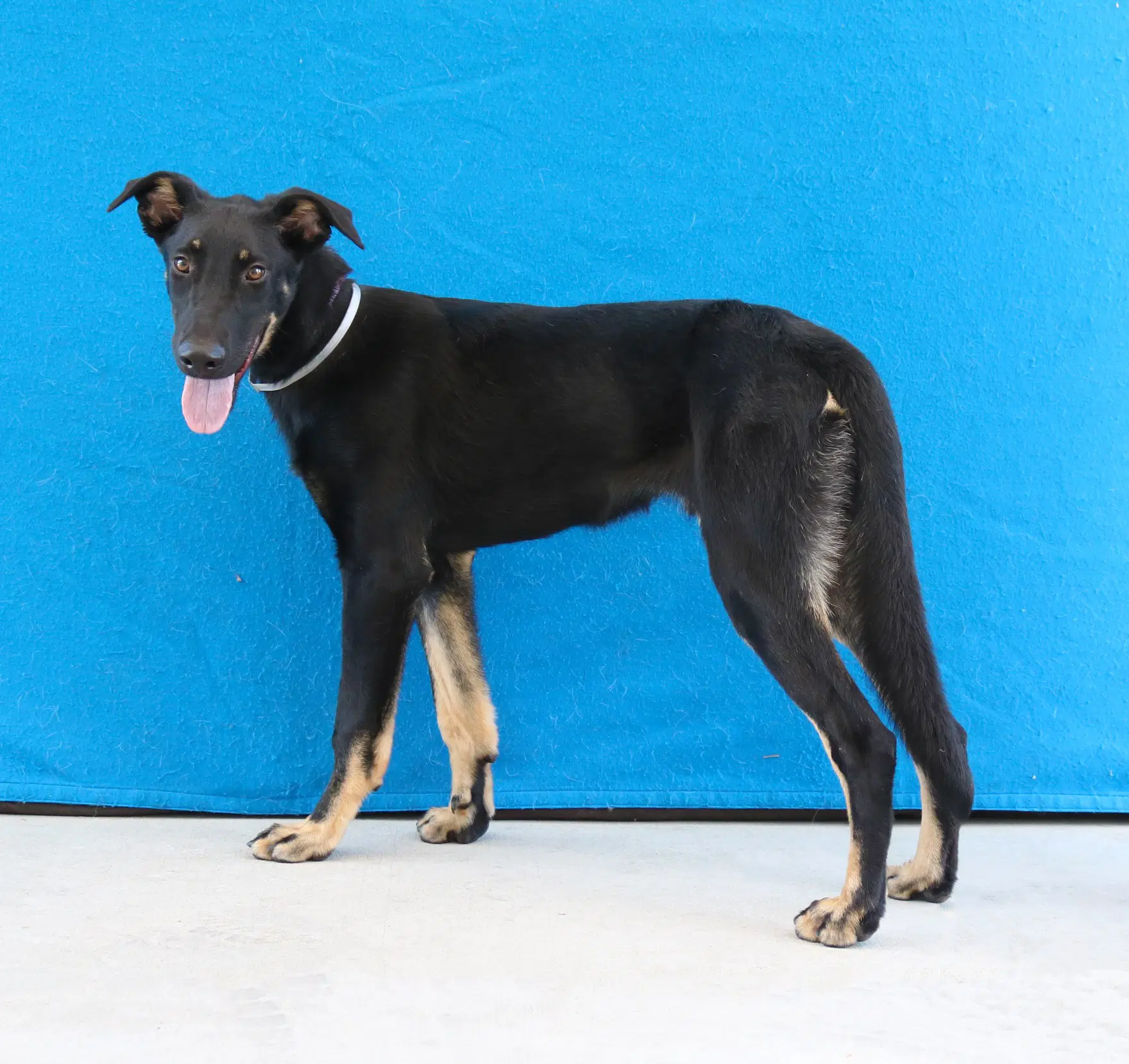 Jocko - Doberman Pinscher