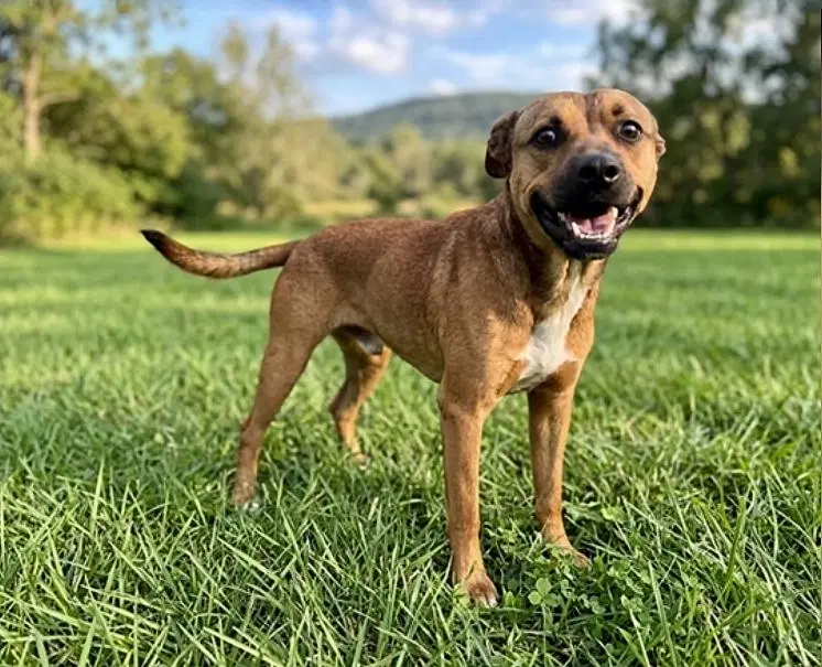 Tj - Shepherd