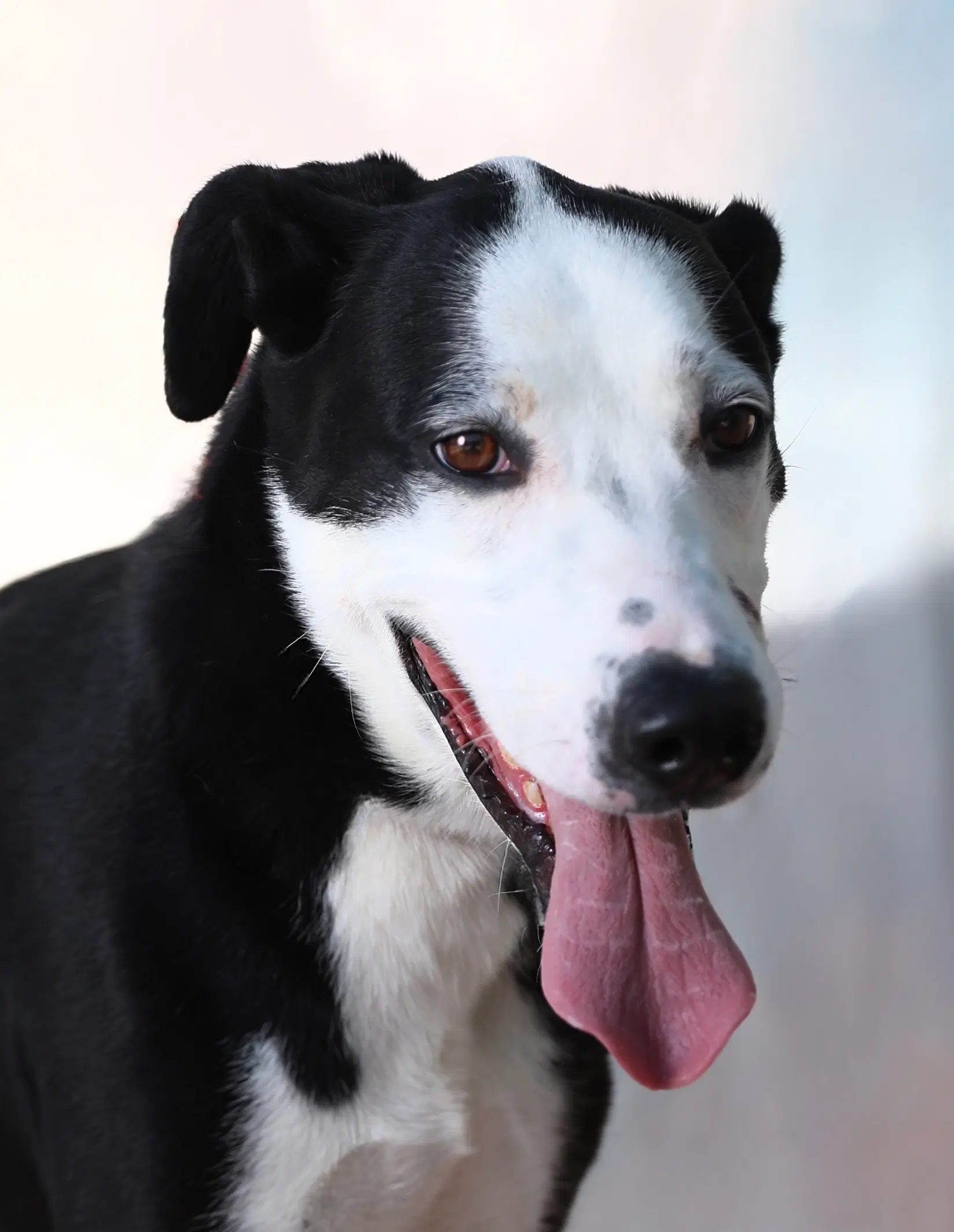 Bingo - Retriever