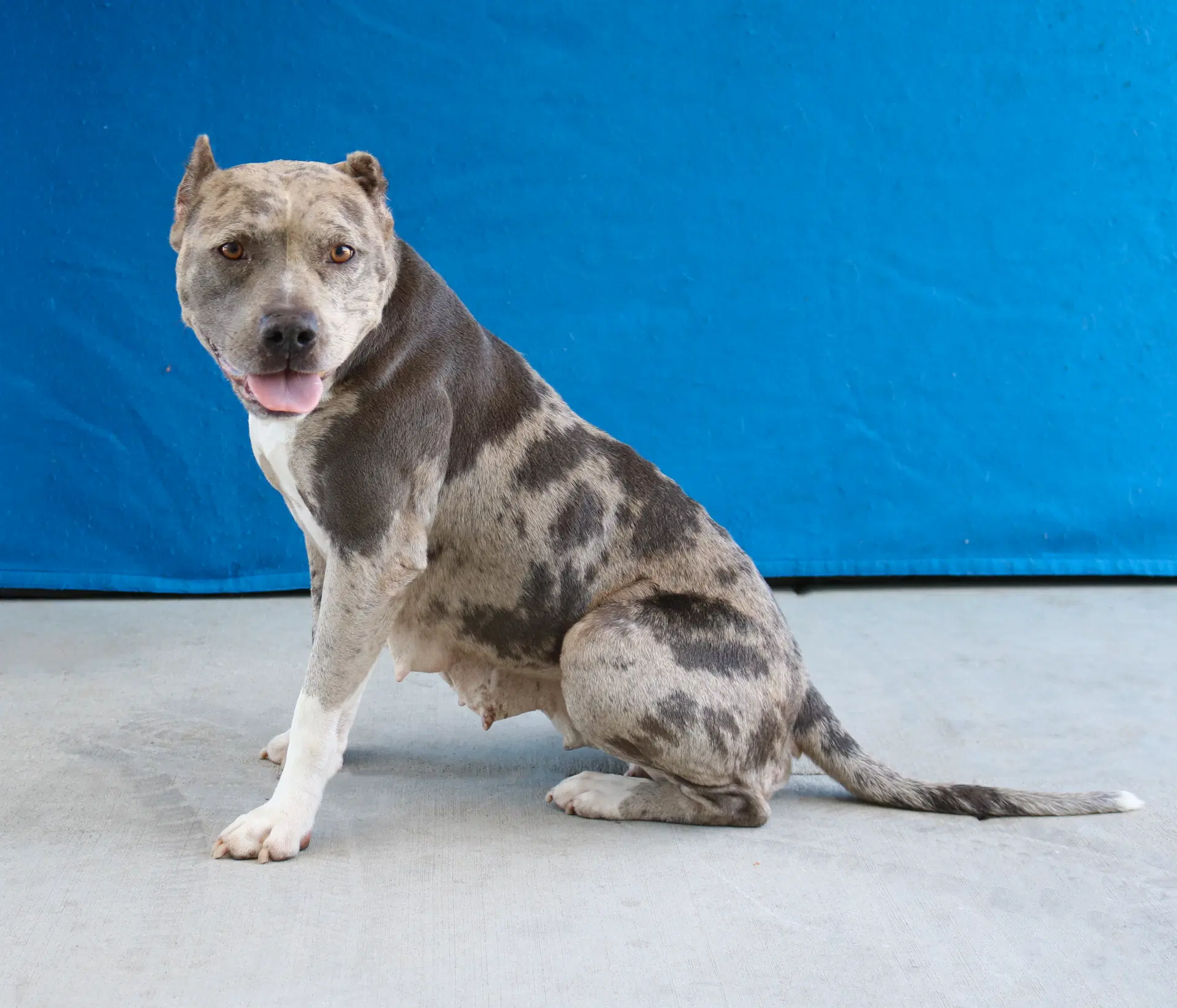 Harley - American Pit Bull Terrier
