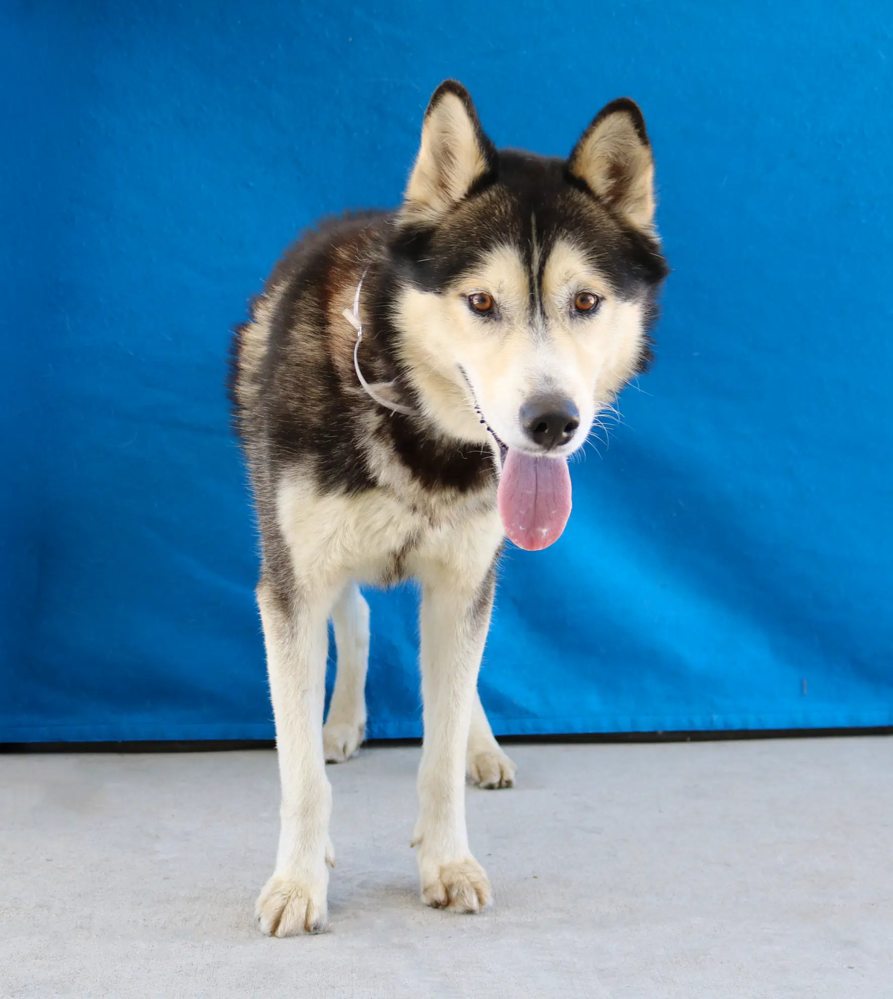 Turner - Siberian Husky