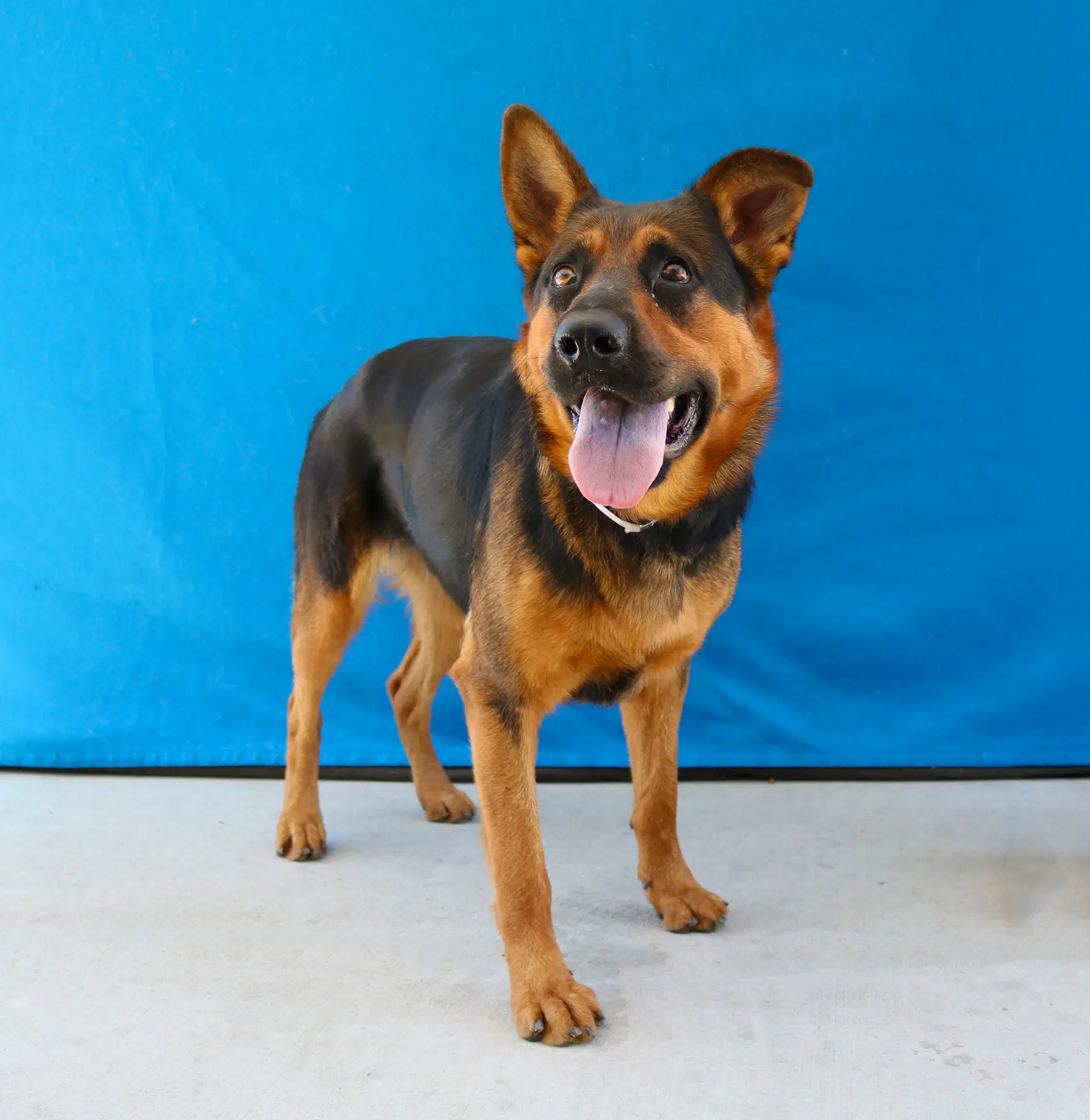 Lola - German Shepherd Dog