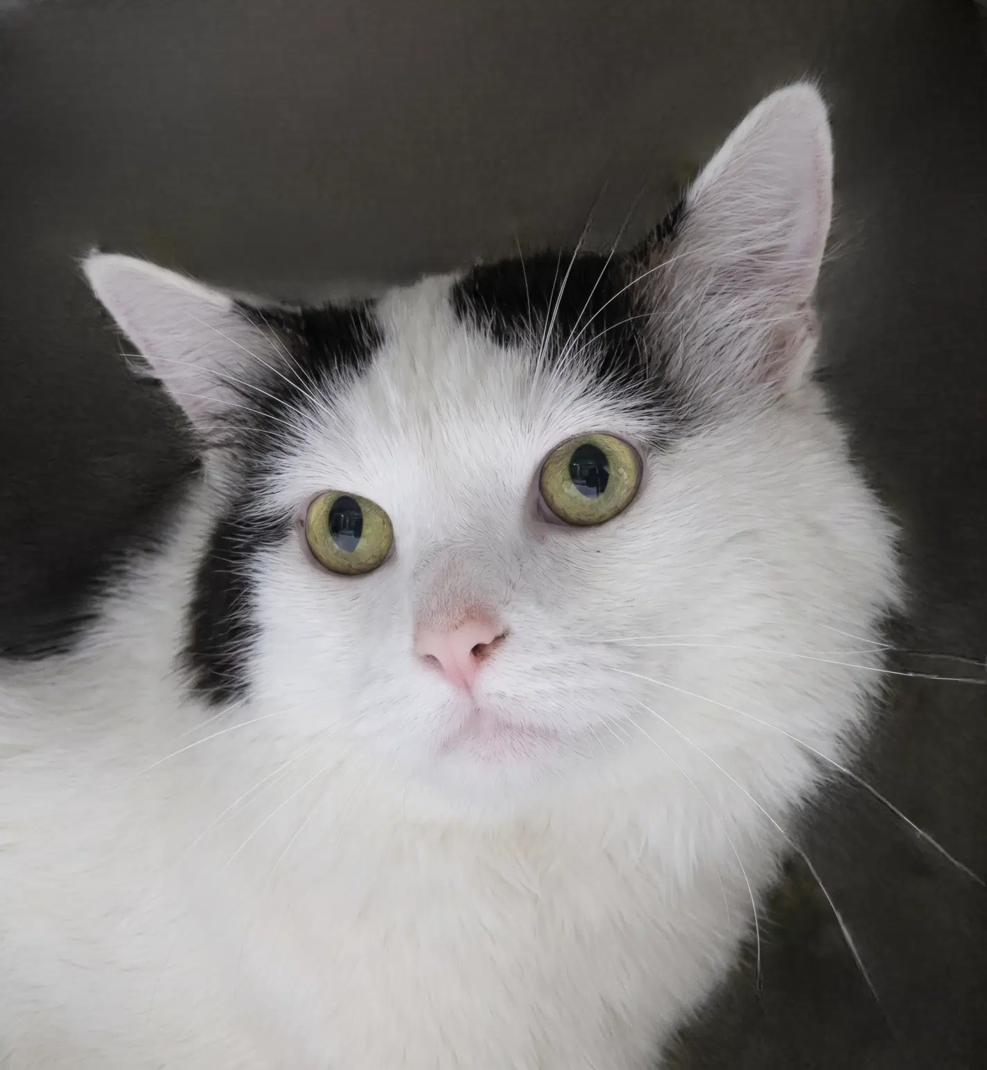 Moo - Domestic Shorthair