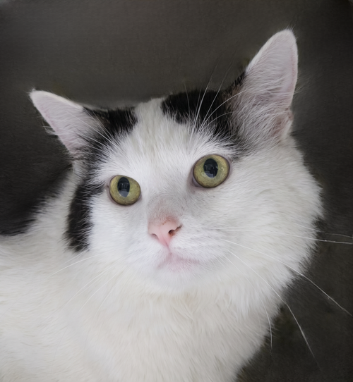 MOO, a cat for adoption from United Hope for Animals