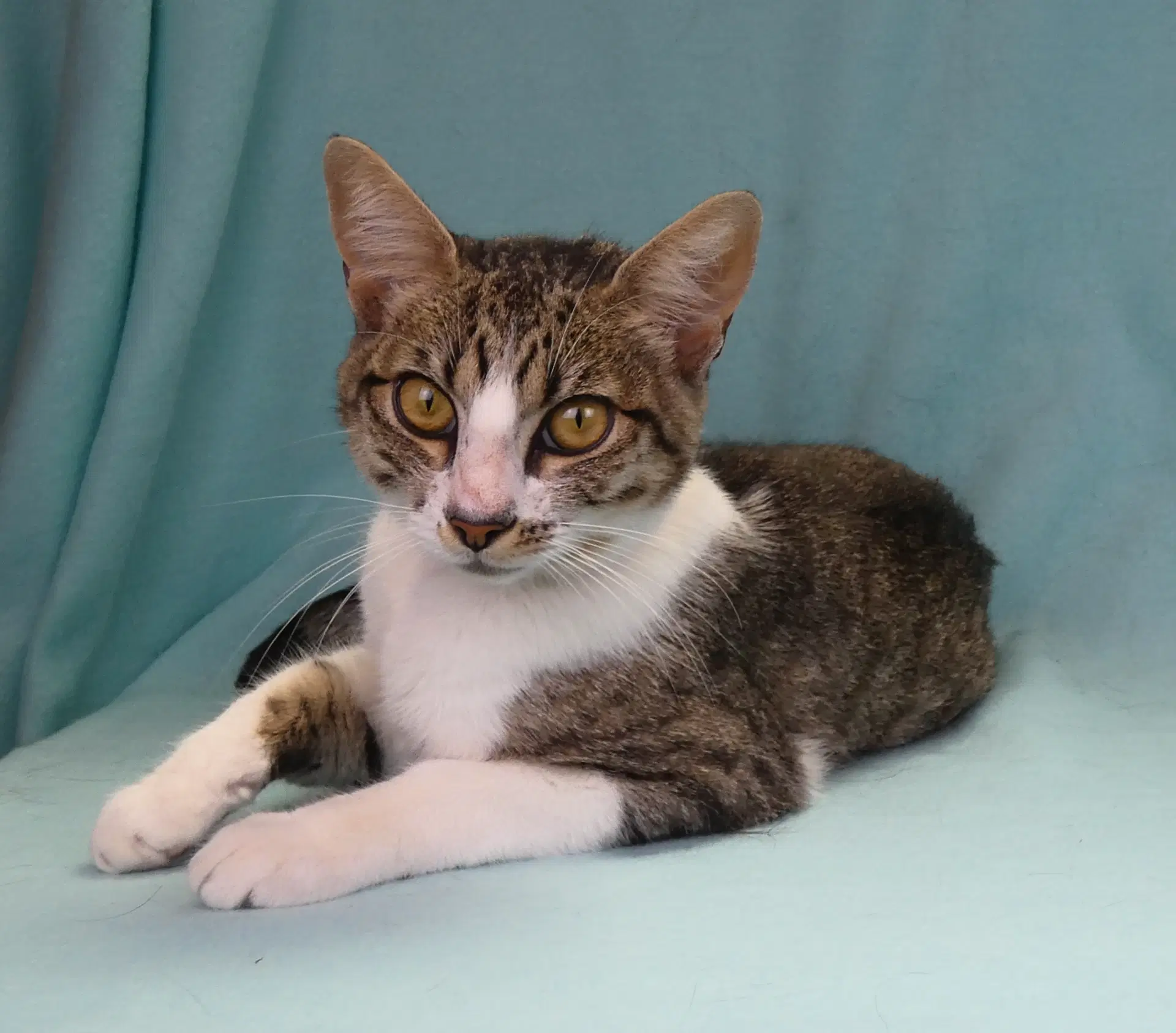 Mary - Domestic Medium Hair
