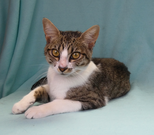MARY, a cat for adoption from United Hope for Animals