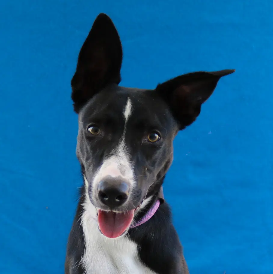 June - Australian Kelpie