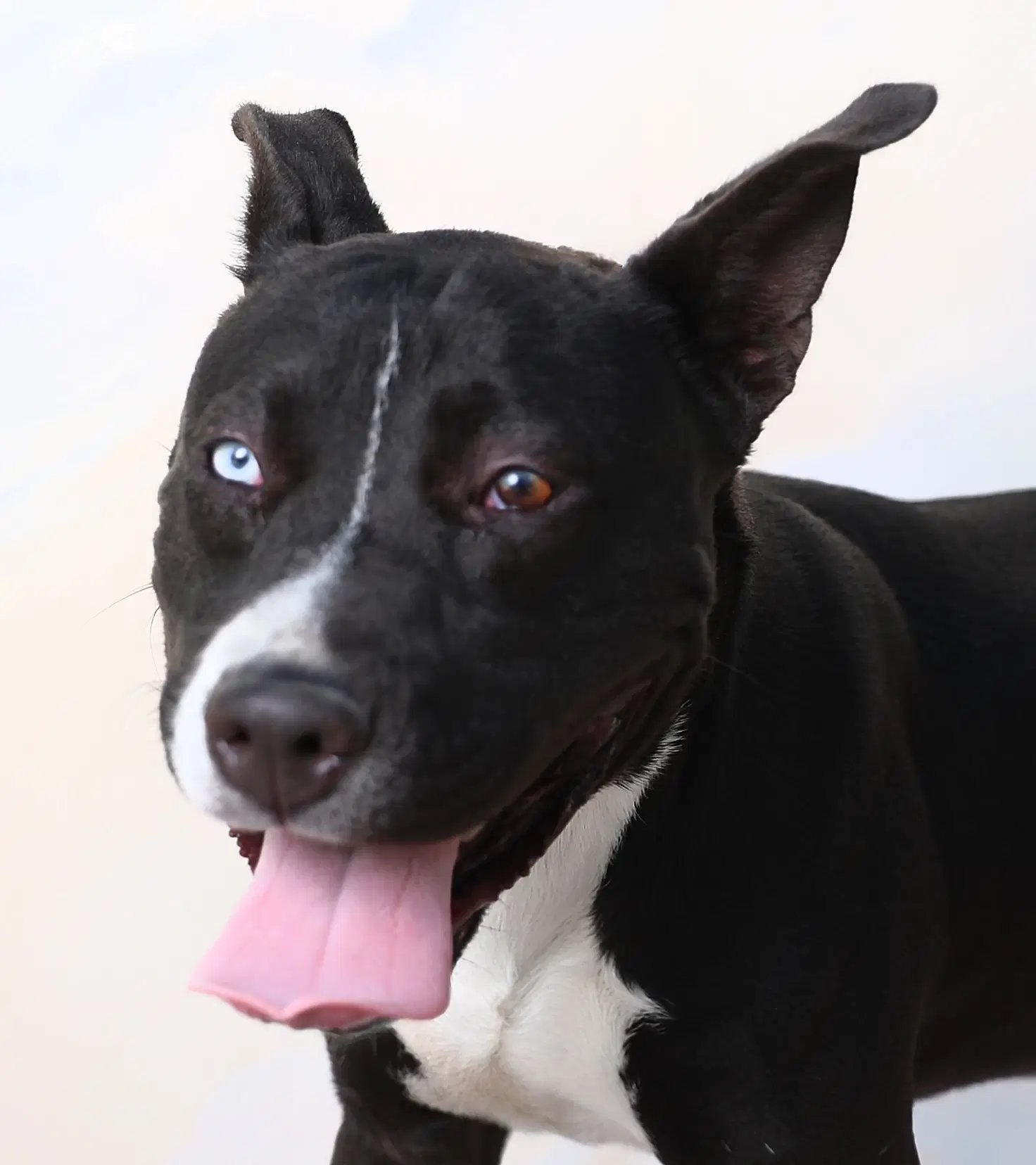 Cheech - Pit Bull Terrier