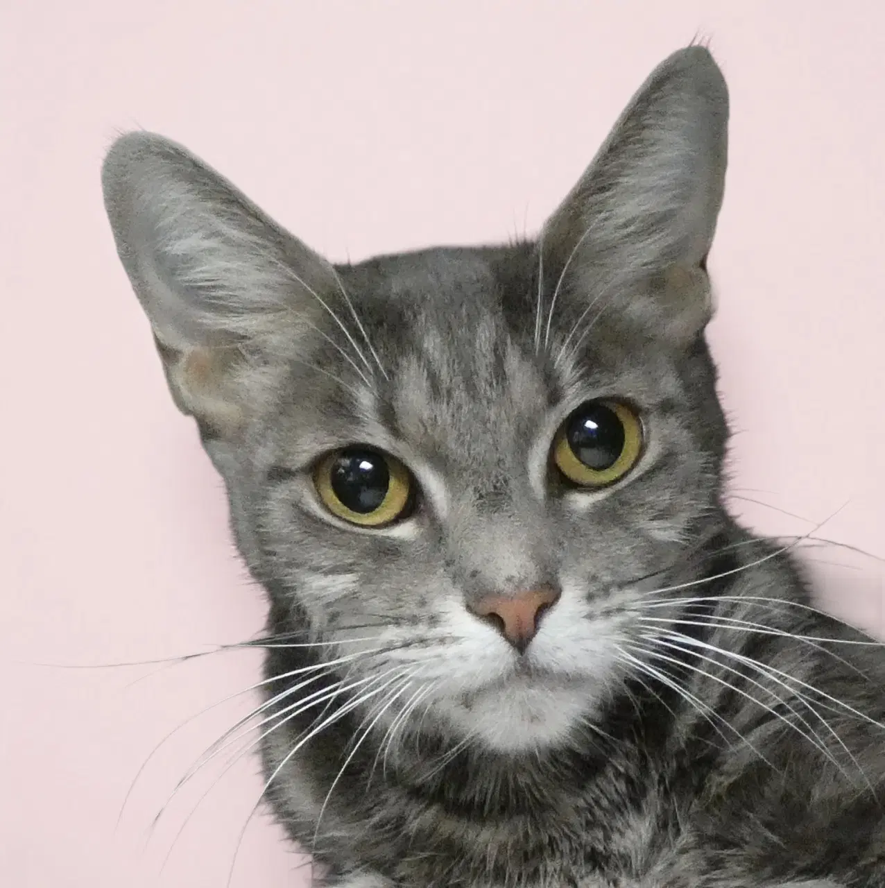 Tina - Domestic Shorthair