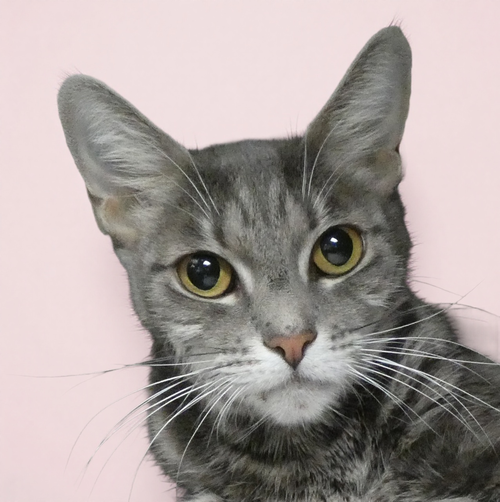 TINA, a cat for adoption from United Hope for Animals