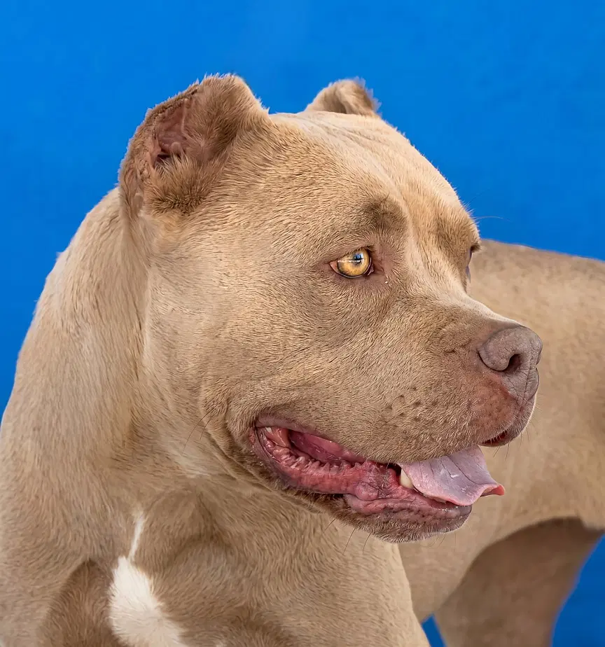 Luna - Pit Bull Terrier