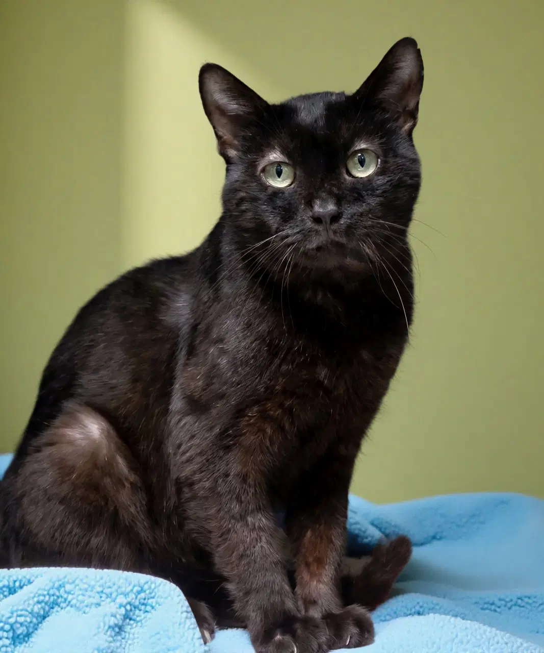 Calvin - Domestic Short Hair