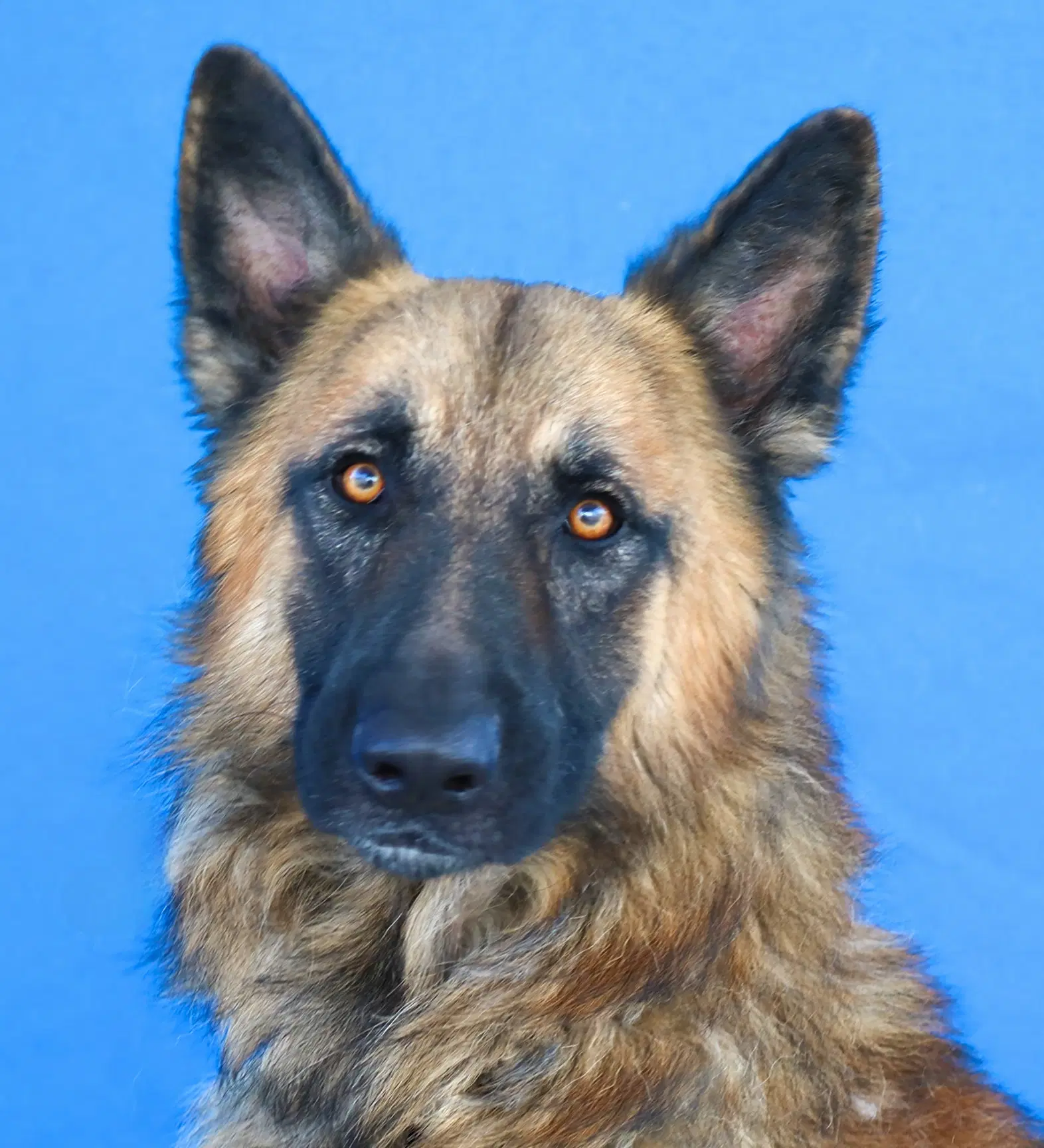 Dutch - German Shepherd Dog