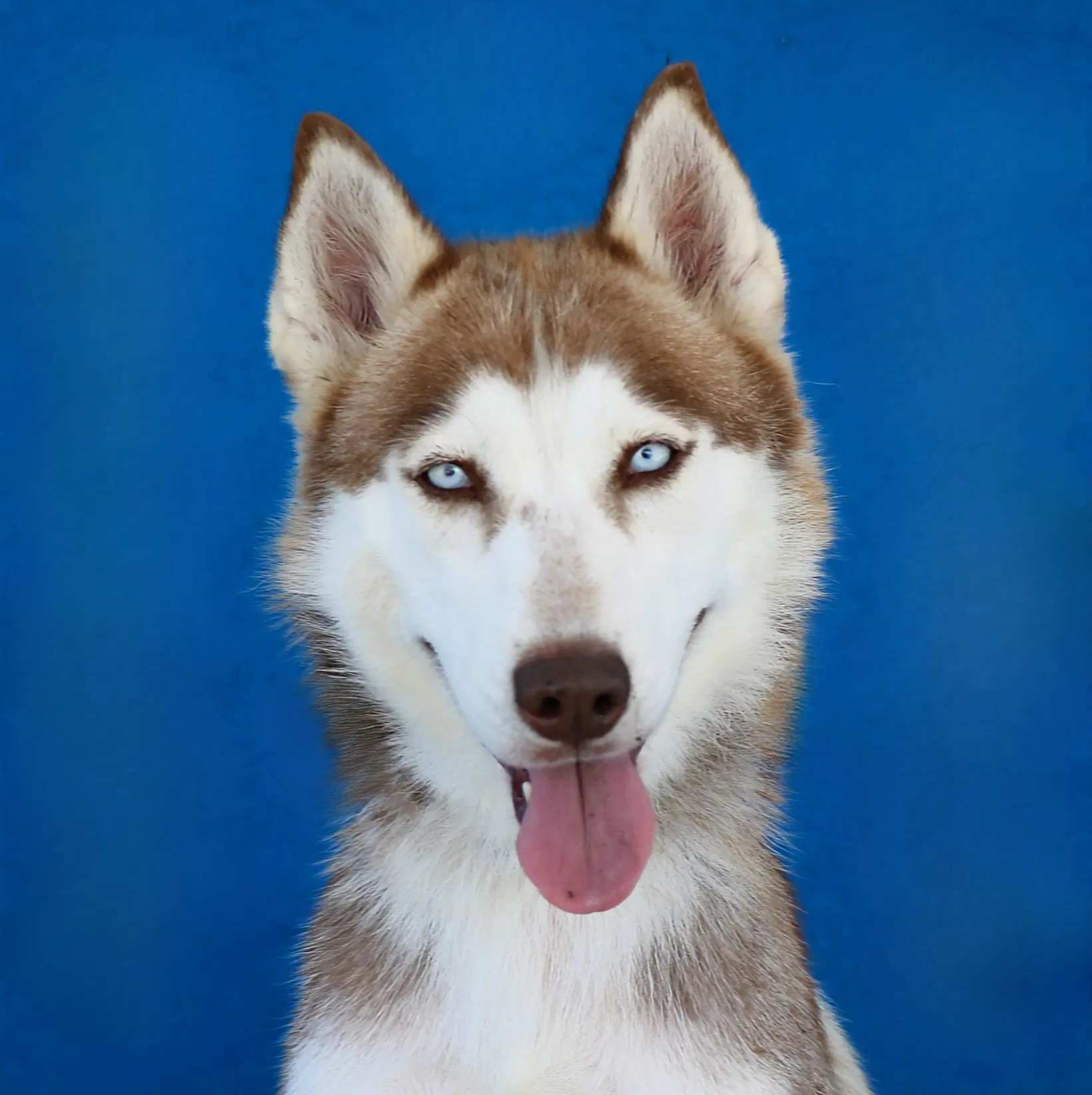 Cookie - Siberian Husky