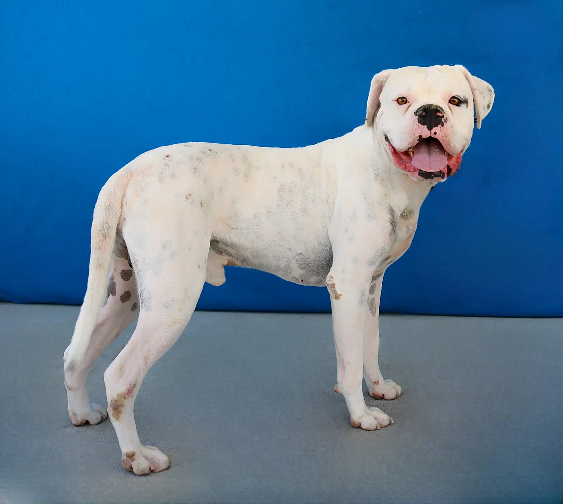 Clyde - Boxer