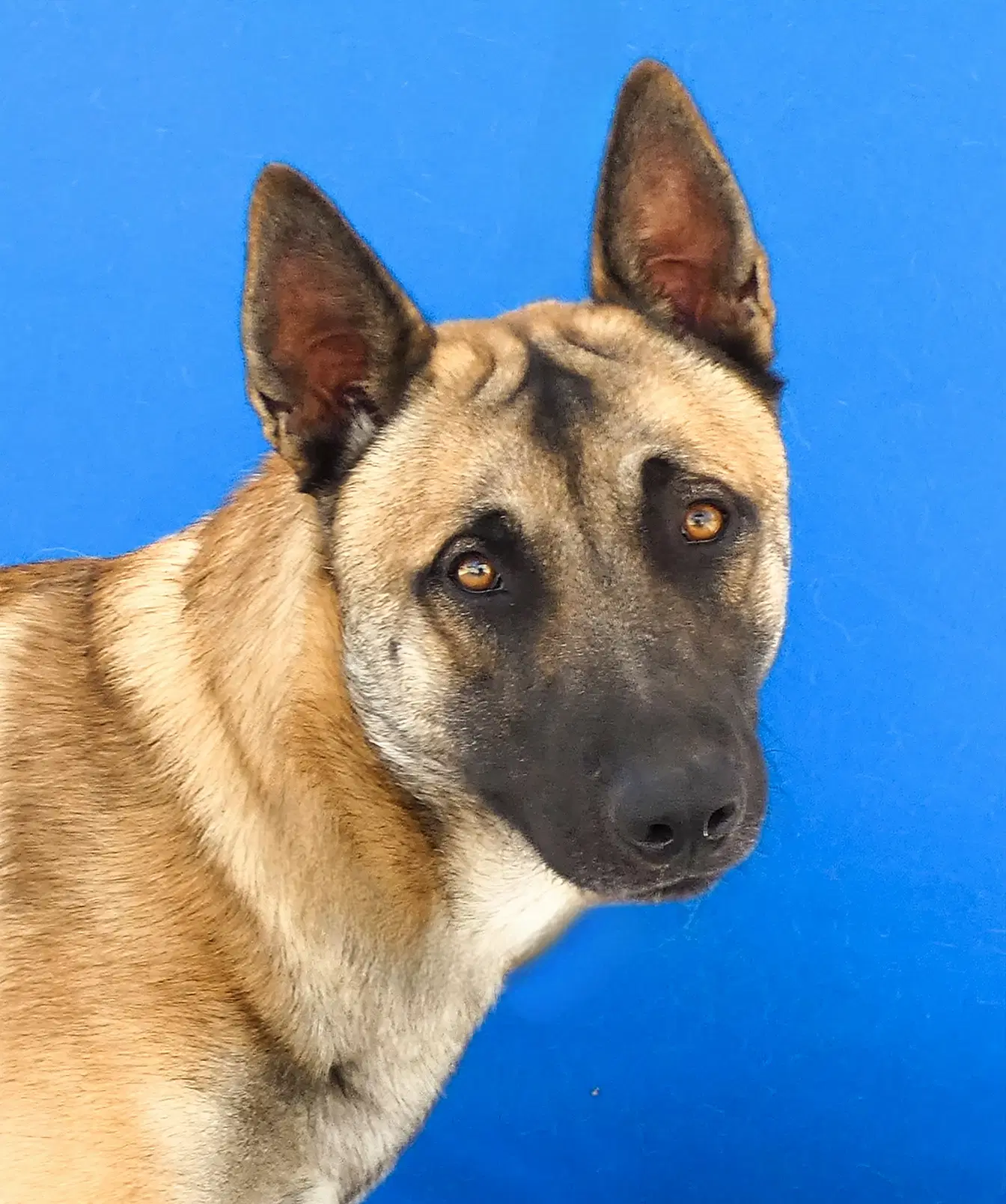 Wyatt - German Shepherd Dog