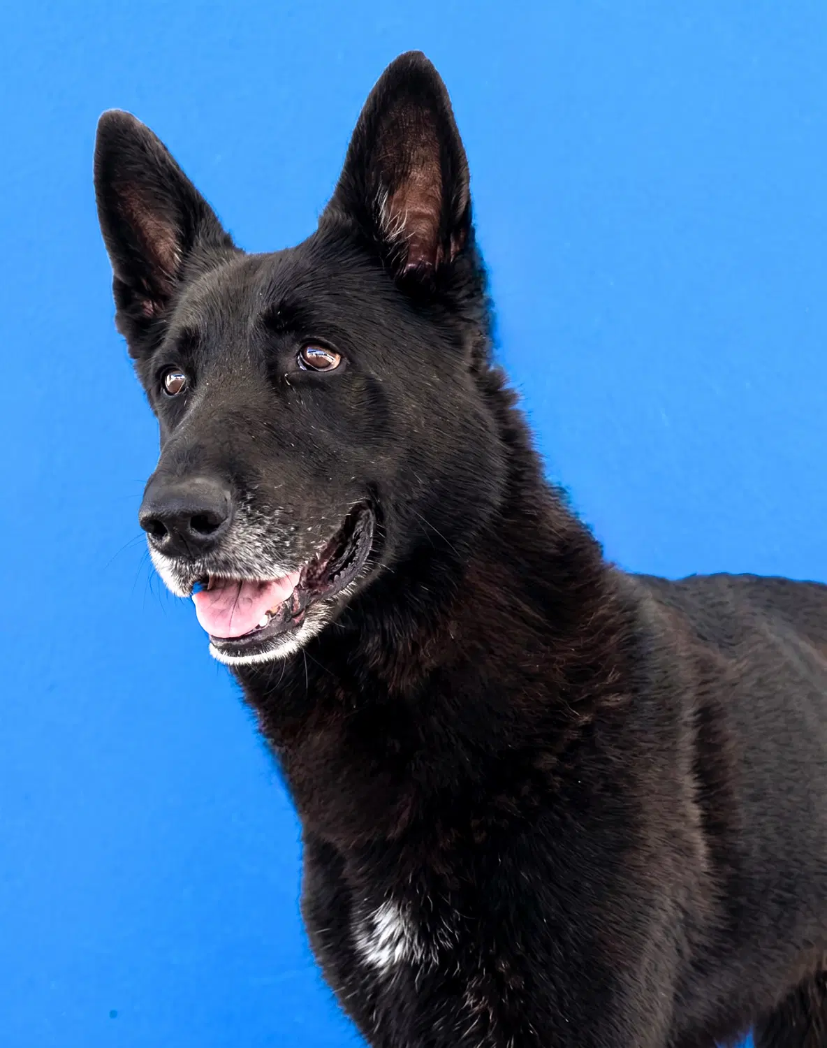 Nate - German Shepherd Dog