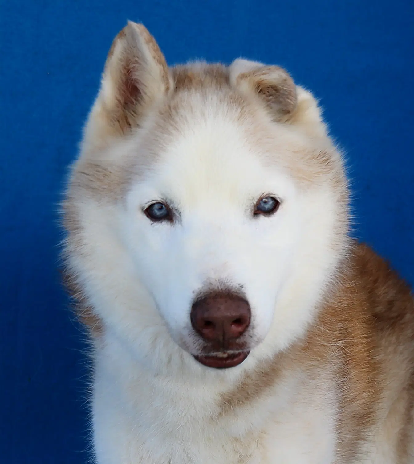 Hero - Siberian Husky