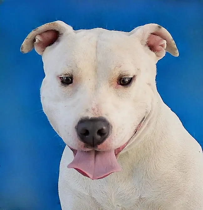 Priscilla - Pit Bull Terrier