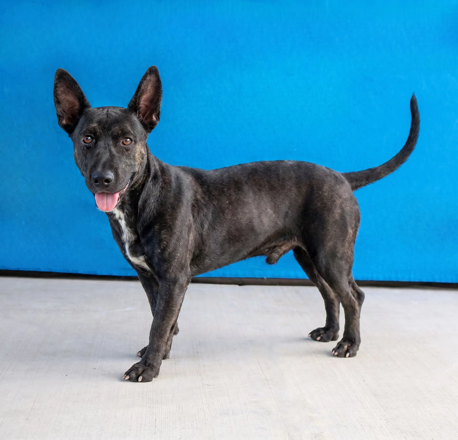 Val - Schipperke