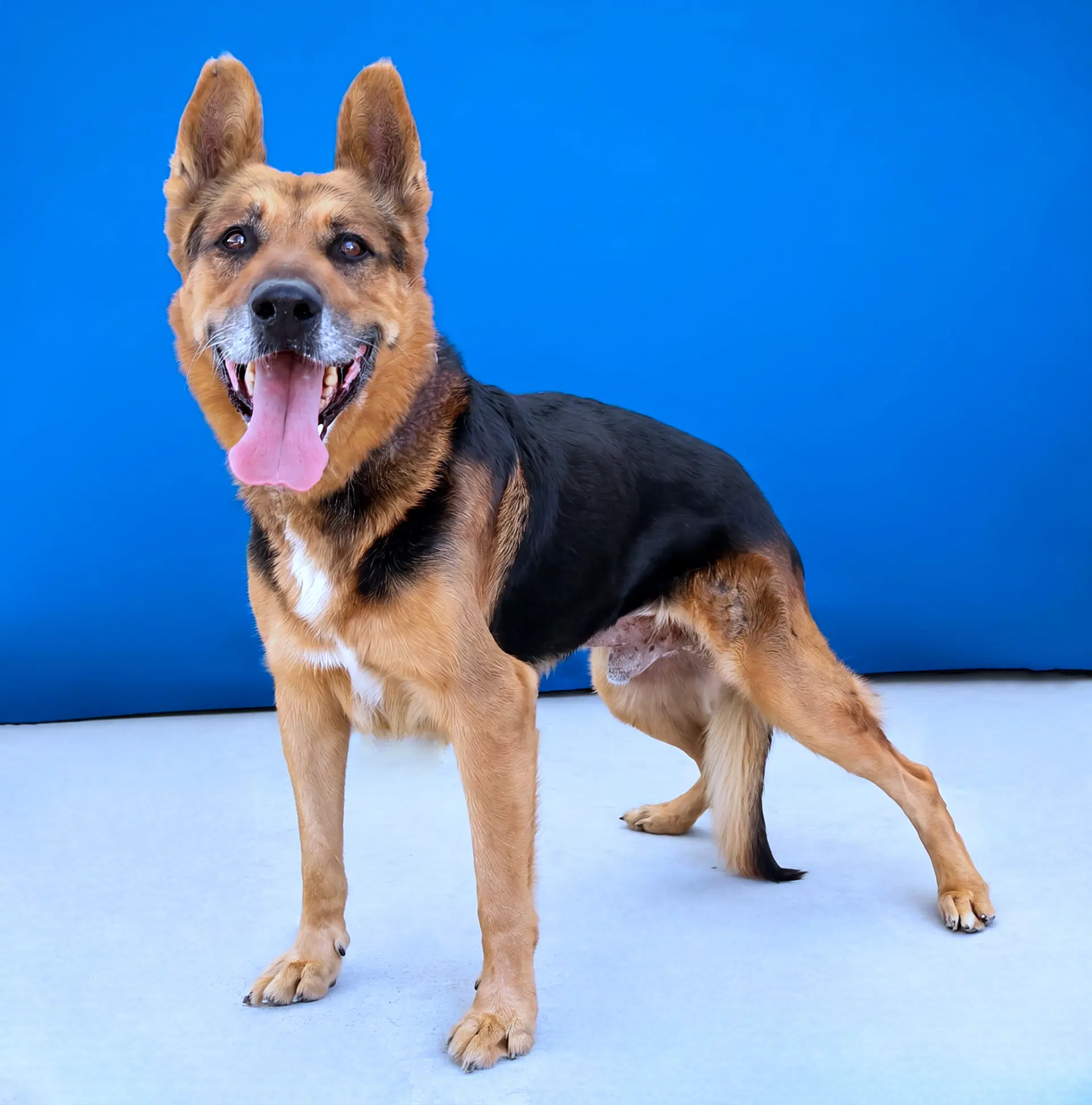 Maximus image 2
