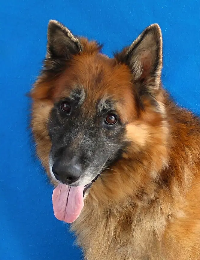 King - German Shepherd Dog