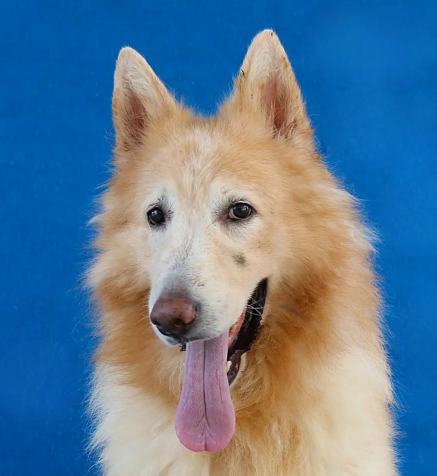 Kato - German Shepherd Dog