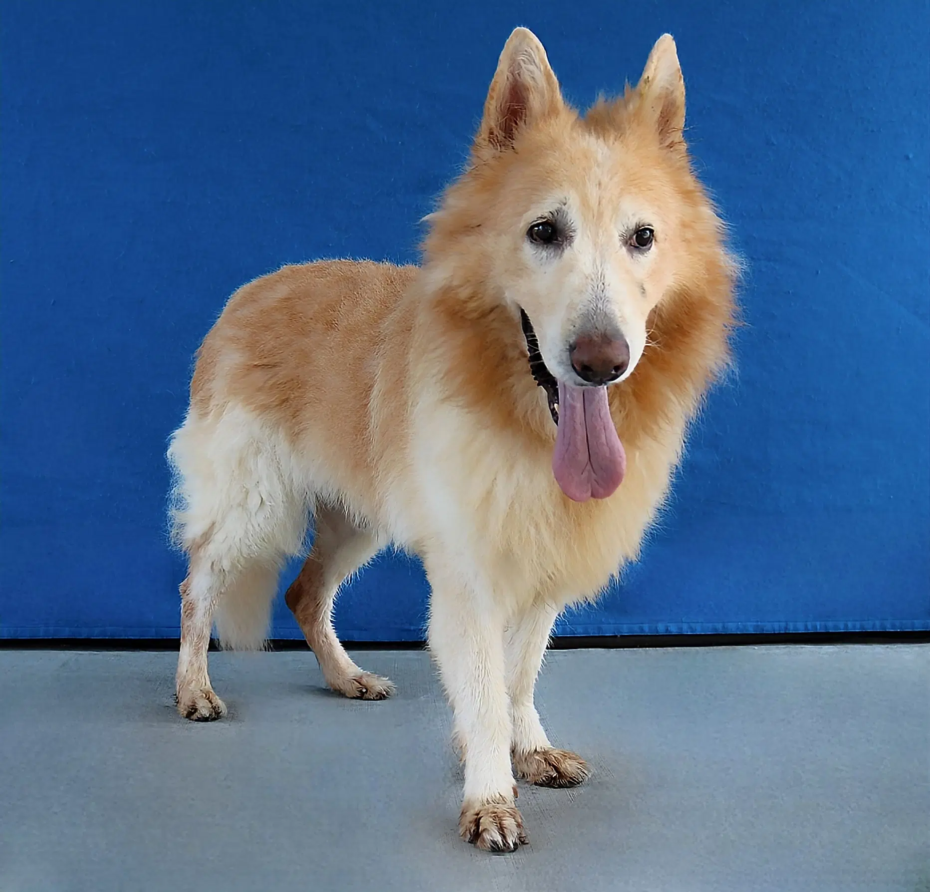 Kato image 2