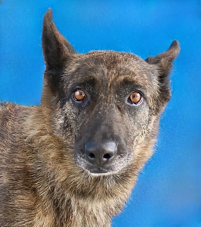 Summer - Belgian Malinois