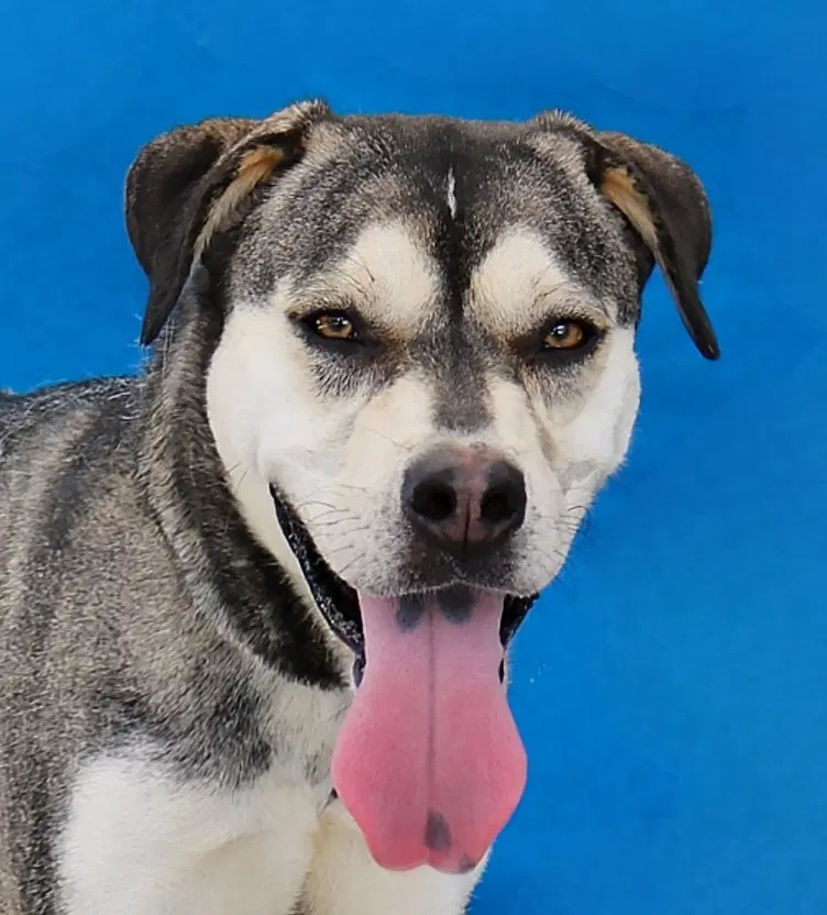 Peep - Siberian Husky