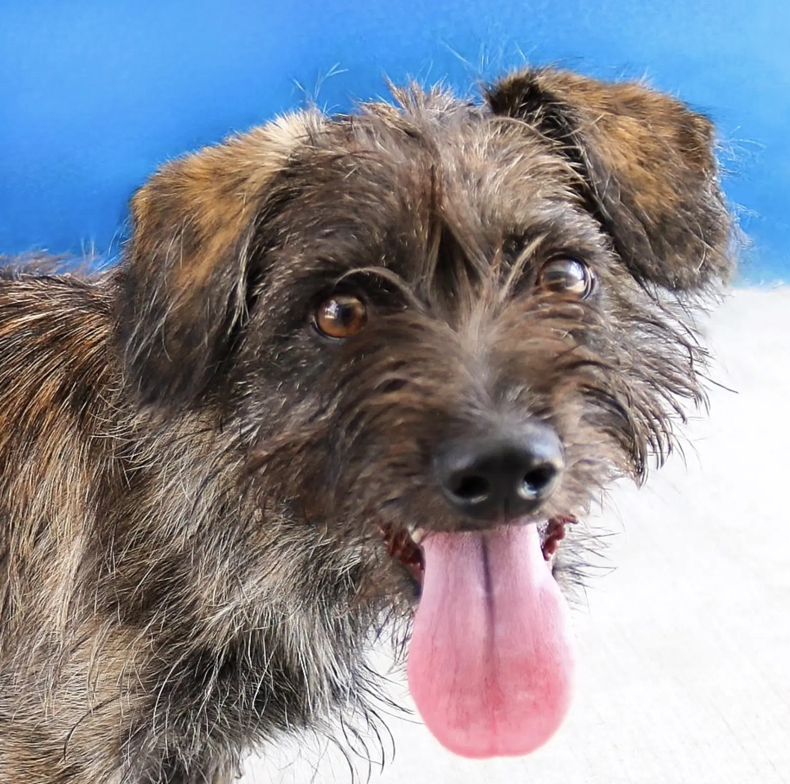 Mia - Terrier