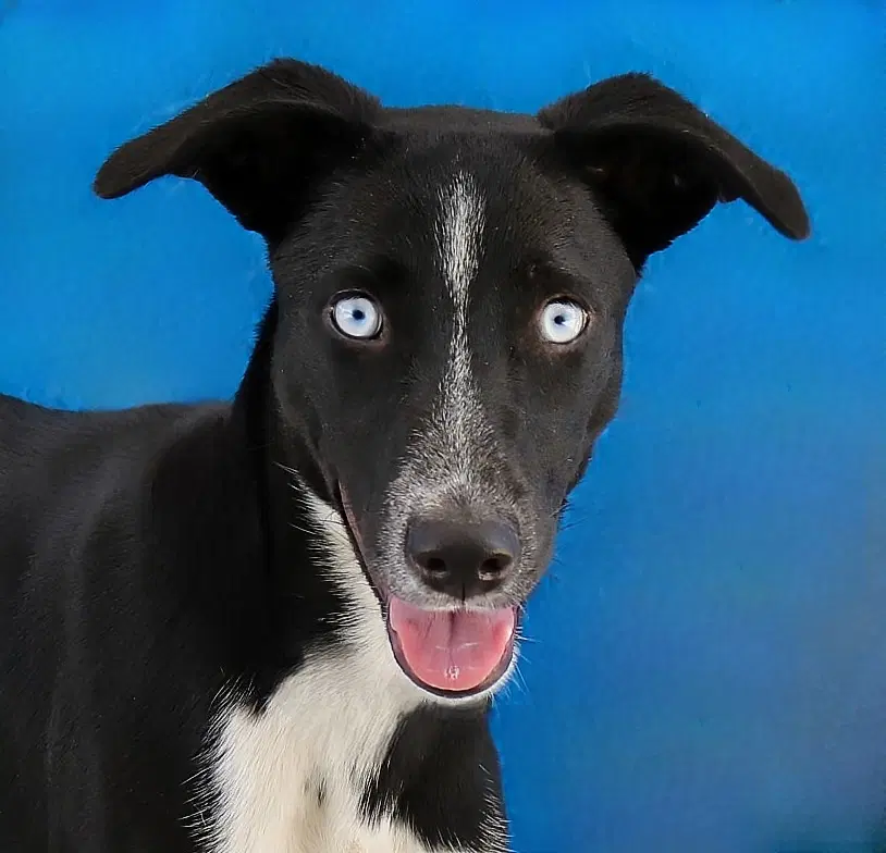 Circle - Border Collie