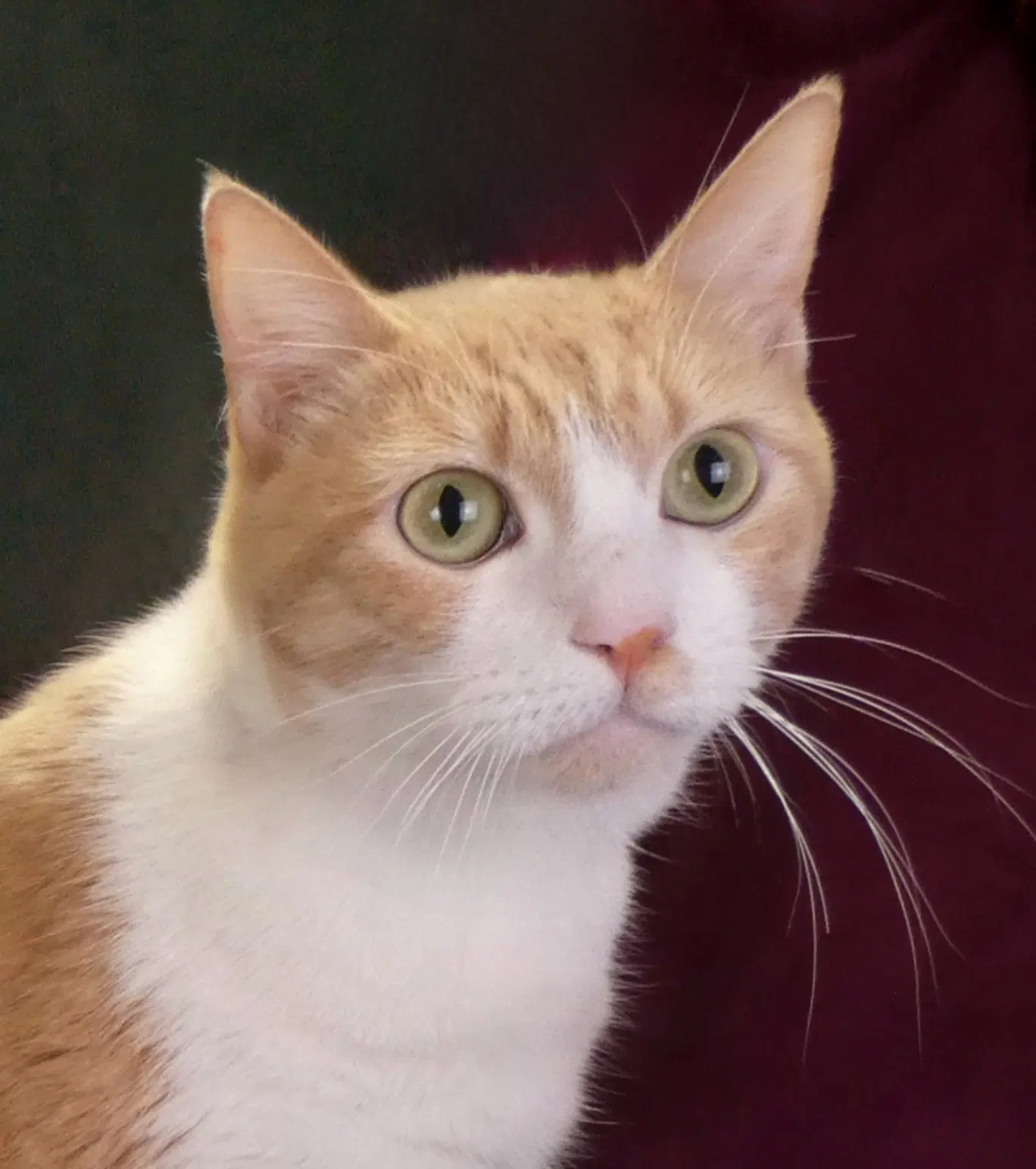Oso - Domestic Short Hair