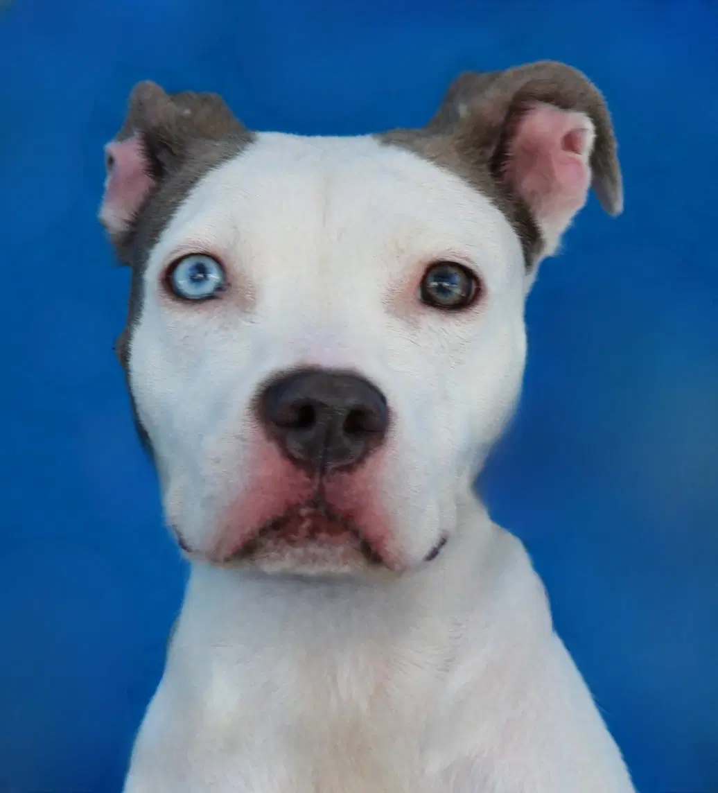 Lucy - American Staffordshire Terrier