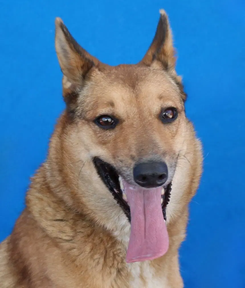 Bella - German Shepherd Dog
