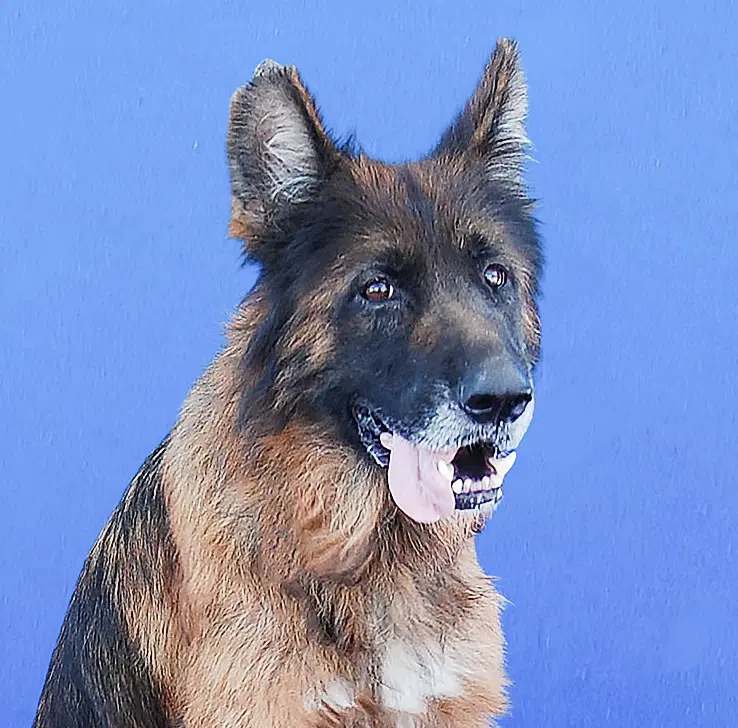 Strawberry - German Shepherd Dog