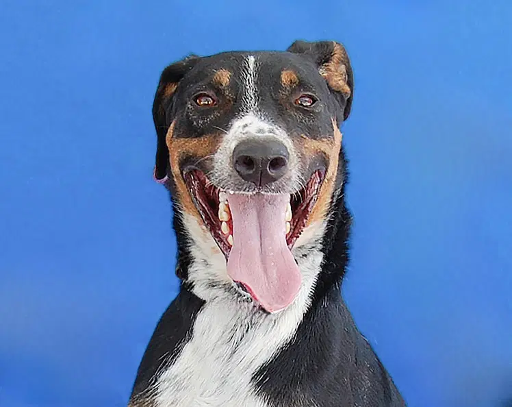 Galleta - Shepherd